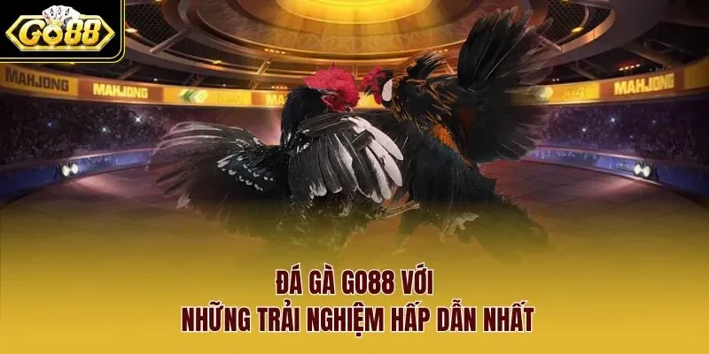 Đá gà Go88 với những trải nghiệm hấp dẫn nhất