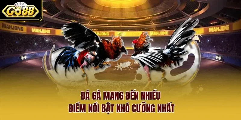 Đá gà mang đến nhiều điểm nổi bật khó cưỡng nhất